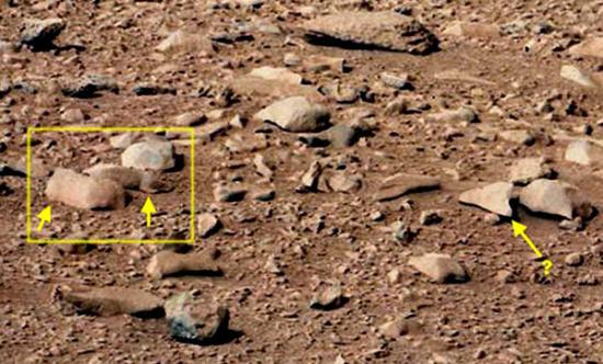 “好奇号”在火星发现仓鼠和蜥蜴？！
