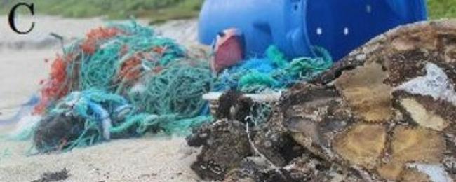 海滩上有被废鱼网缠住的海龟尸体。