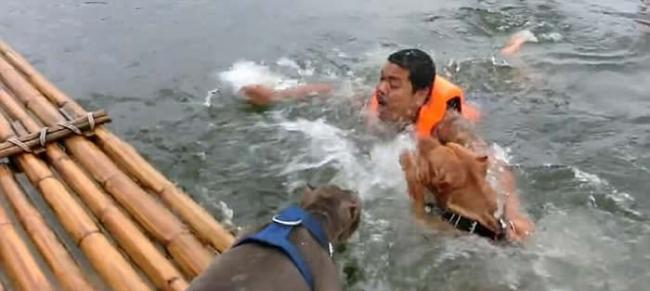 泰国男子假装遇溺 两只爱犬合力救主人