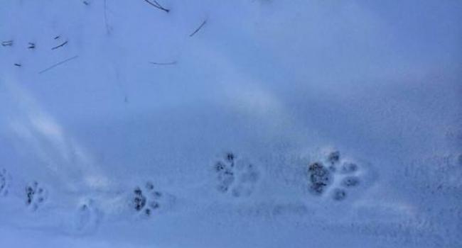 在黑龙江小北湖国家级自然保护区境内，发现野生东北虎足迹。