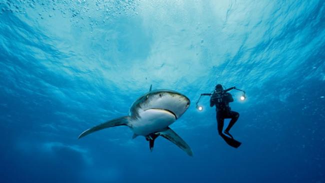 电影制作人乔．罗米洛捕捉到猫岛外海一只污斑白眼鲛的特写画面。这种鲨鱼贪婪嗜血的名声虽然被夸大了，但潜水员要面对它们还是需要鼓起勇气。这种鲨鱼并不怕生，它们打招呼