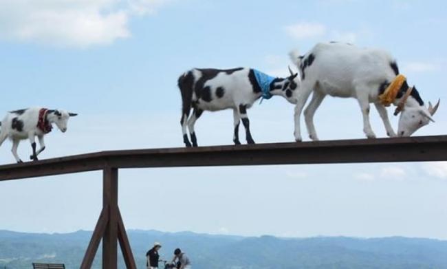 “山羊青空散步”：日本千叶县牧场上演山羊在狭窄桥梁上踱步的演出