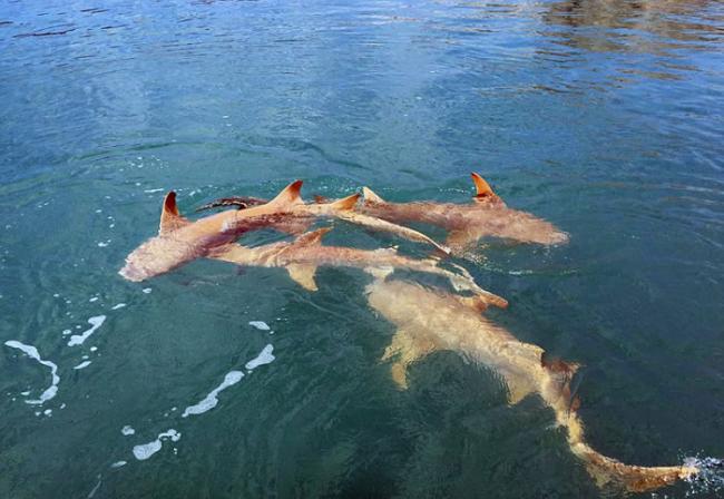 澳洲老夫妇出海钓鱼 小船被鲨鱼和鳄鱼同时围住