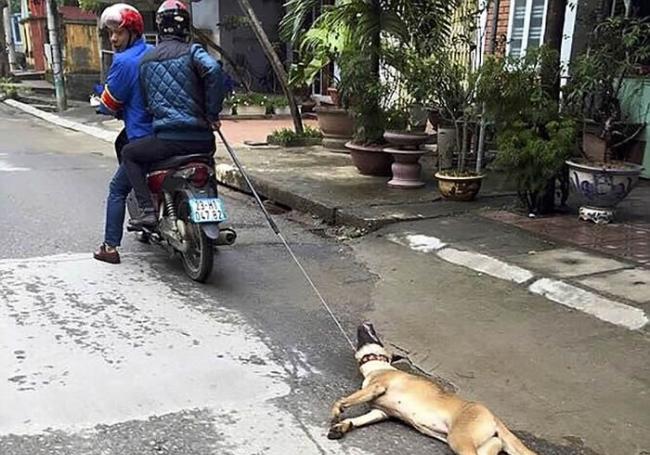 越南整车狗送赴屠宰 深信“死前吓一吓肉质更佳”