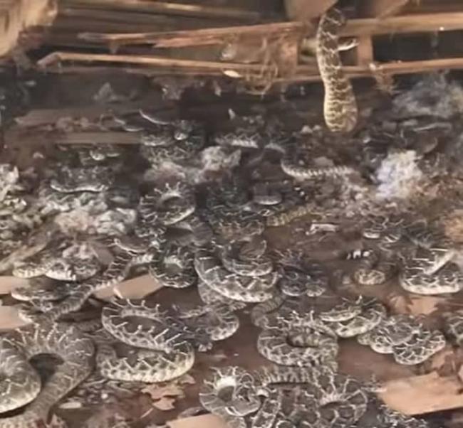 美国德州圣安东尼奥农场地板下藏有36条毒蛇