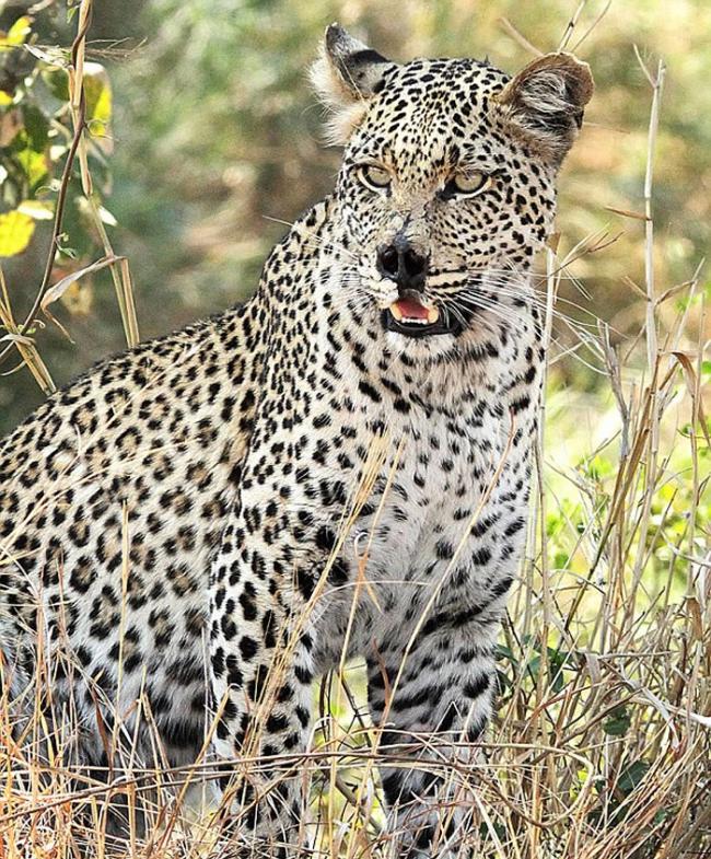 南非克鲁格国家公园曾受过伤的母豹照样猎杀高角羚