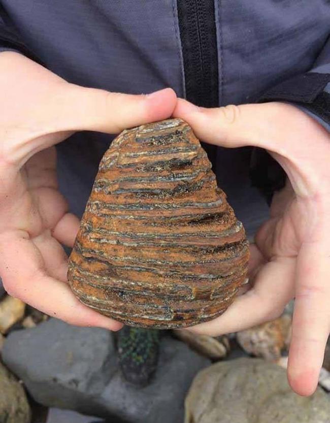 英国8岁考古爱好者在查茅斯海滩散步时发现猛犸象牙齿化石