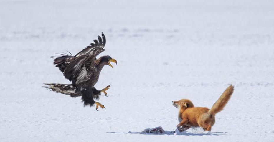 虎头海雕发出鸣叫声，警告红狐远离鹿骨，但红狐继续尝试叼走。