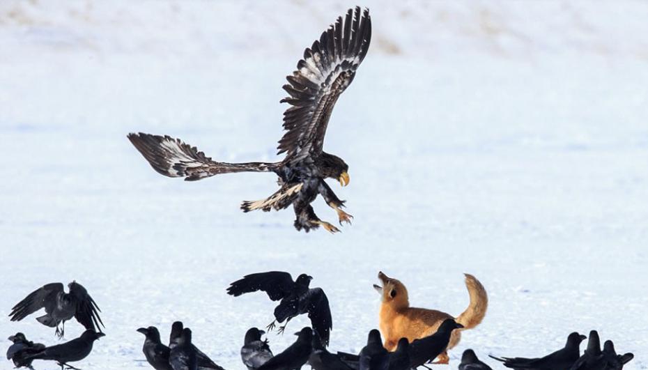一只大胆的狐狸在冰冻的湖面上发现一大块鹿骨，并与抢夺美食的虎头海雕展开大战。