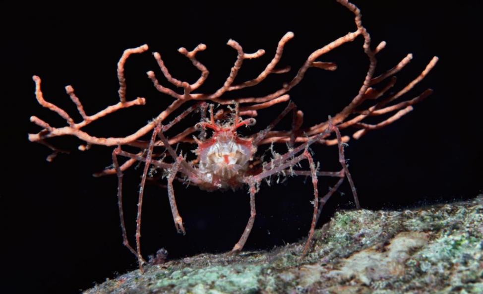 在红海里，一只装饰蟹举着一块破损的柳珊瑚当作伪装。 PHOTOGRAPH BY CHRIS NEWBERT, MINDEN PICTURES/NATIONAL