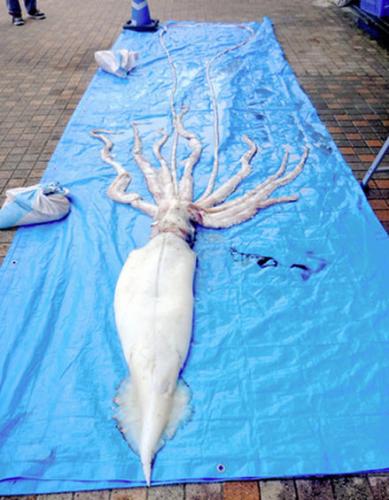 日本岛根县又捕获5.7公尺大王乌贼