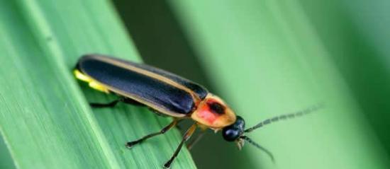 萤火虫是可爱而优雅的昆虫，能够以美丽的灯光秀照亮黄昏。