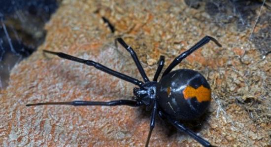 出现在澳洲西部阿尔巴尼的一只母红背蜘蛛
