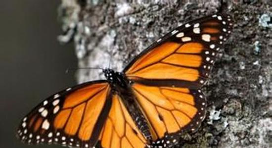 自1990年以来美国已有多达9.7亿只帝王蝶消失