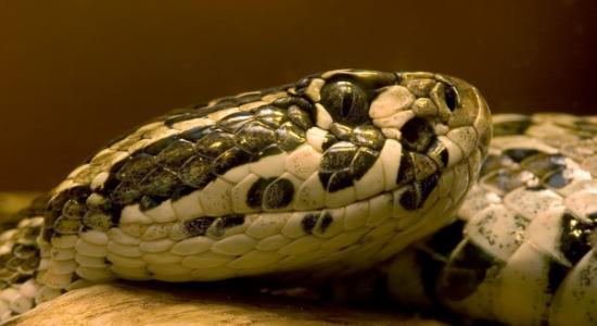 多斑响尾蛇（Mexican lance-headed rattlesnake）