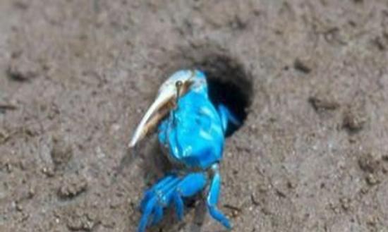 福建海滩惊现蓝色螃蟹