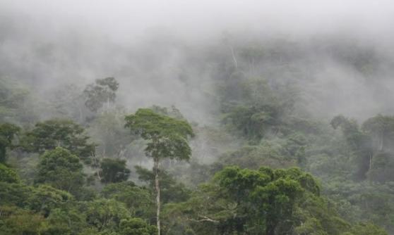 研究指亚马逊雨林吸收二氧化碳的能力，30年来下跌一半。