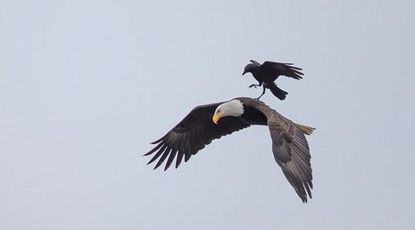 http://www.dailymail.co.uk/news/article-3144167/Crow-takes-brief-rest-bald-eagle