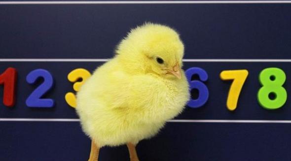 意大利最新研究表明新出生小鸡能够像人类一样懂得从左至右计数