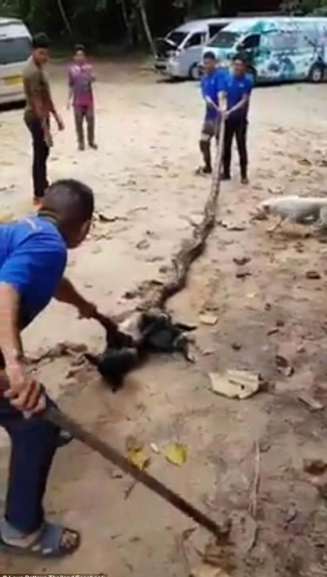 泰国清迈民众徒手掰开巨蟒救出大黑狗