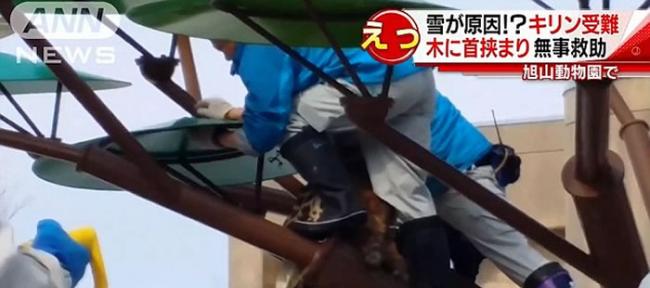 日本动物园长颈鹿不慎将脖子卡在“树枝”之间动弹不得