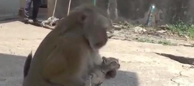 猴子早晚都喂小猫。