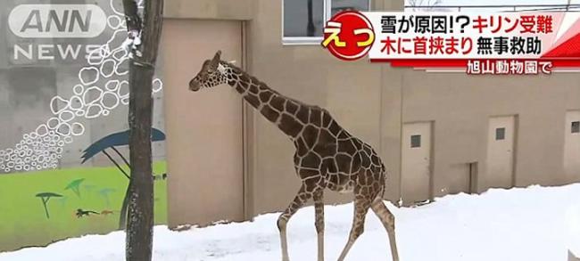日本动物园长颈鹿不慎将脖子卡在“树枝”之间动弹不得