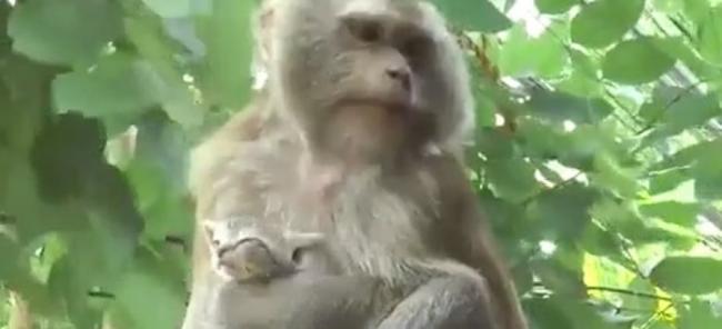 猴子母爱大发。