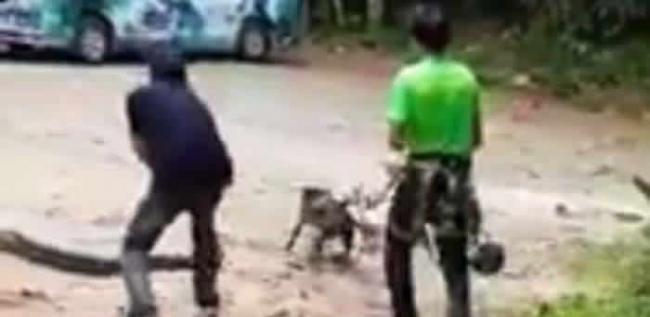 泰国清迈民众徒手掰开巨蟒救出大黑狗