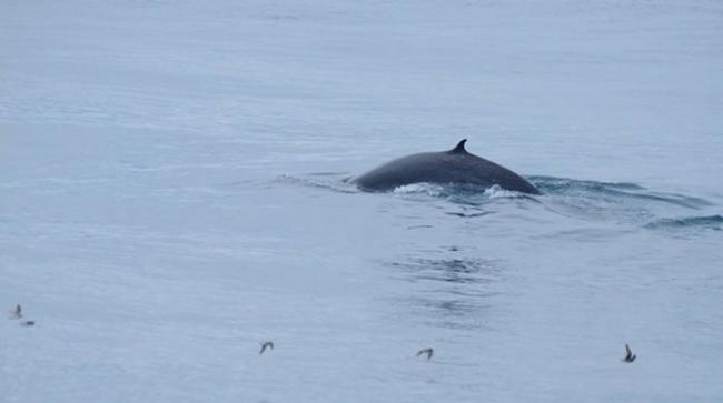这次花莲多罗满赏鲸的影像画面，写下了台湾海上鲸豚种类的新纪录，相当的难得可贵。