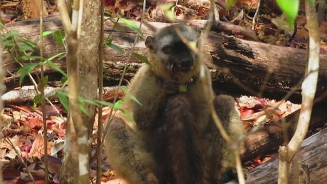 这只红额狐猴在啃咬一只大马陆，可以看到它的尾巴已沾上唾液与马陆分泌的橘色毒液。 PHOTOGRAPH COURTESY JAPAN MONKEY CENTRE
