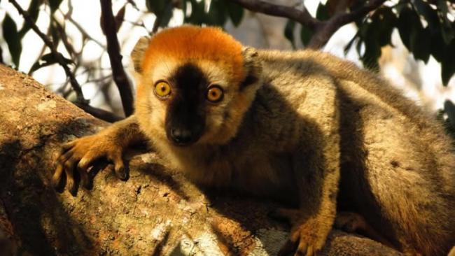 新研究显示，红额狐猴可能利用马陆来抵抗寄生虫。 PHOTOGRAPH BY LOUISE PECKRE