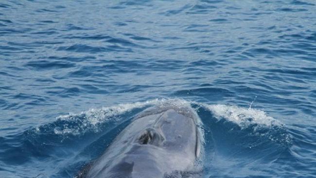 被誉为世界最神秘动物之一的「角岛鲸」现踪花莲外海！
