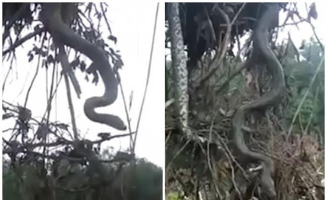 蟒蛇连同树根一起被扯起。