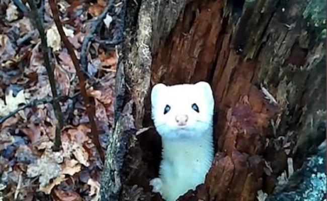 美国密歇根州男子树林狩猎期间发现一只害羞黄鼠狼躲在树洞内不时探头