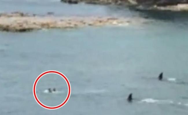 新西兰怀希基岛杀人鲸从两男童身边游过
