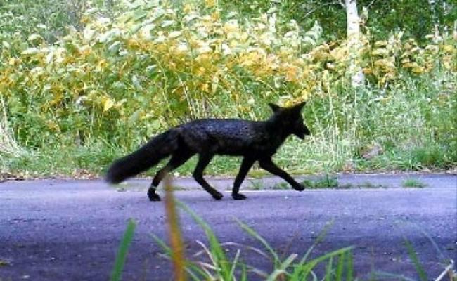 北海道早前出现黑色北狐。