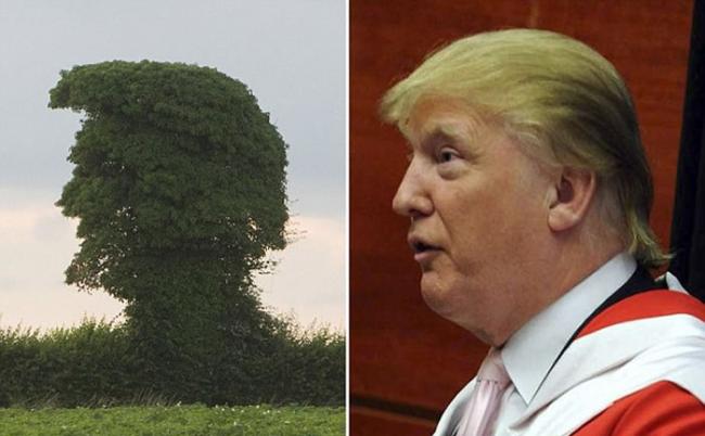 英国惊现一棵很像美国共和党统候选人特朗普头像的榆树