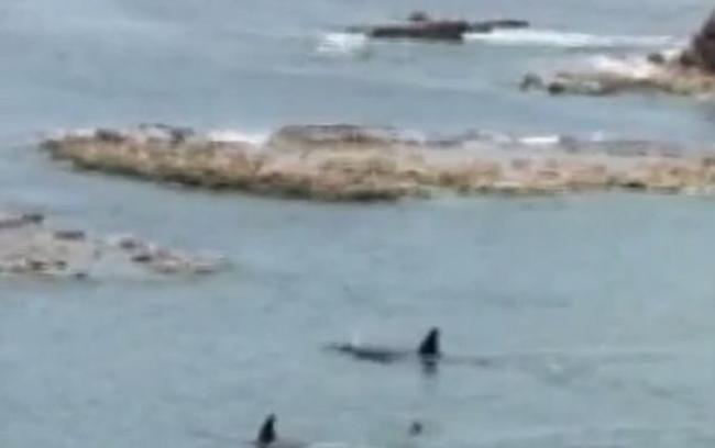 新西兰怀希基岛杀人鲸从两男童身边游过