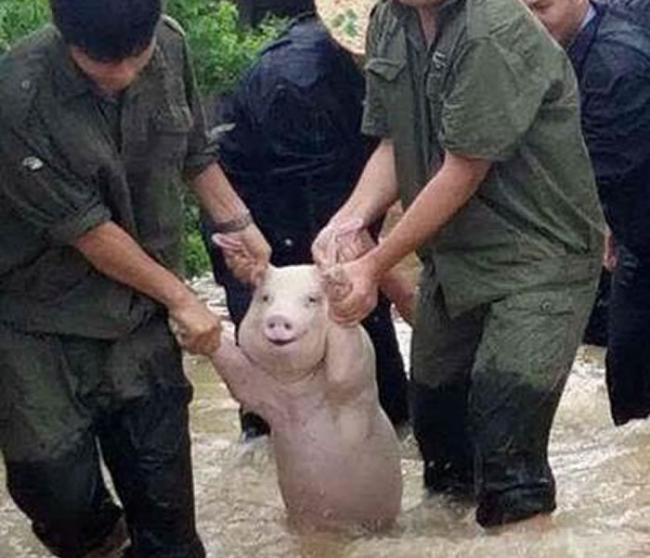 四川宜宾县横江镇发生洪水 小猪被救出时露出灿烂“微笑”