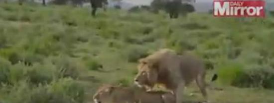 野生动物电视节目现场直播被一对交配狮子抢镜
