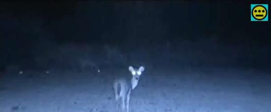 美国红外摄像头拍摄到树林中的不明飞行物和小鹿“交流”