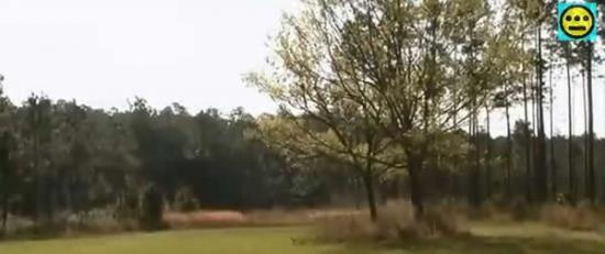 美国红外摄像头拍摄到树林中的不明飞行物和小鹿“交流”