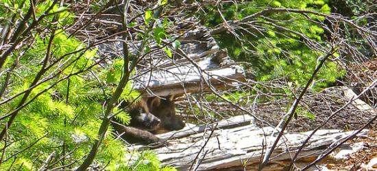 摄影机拍到「旅程」（OR-7）生的2只小灰狼。