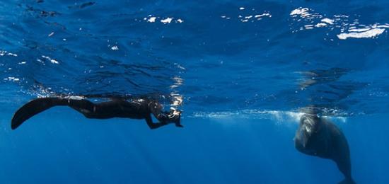 阿曼达说自己潜水时看到了这头巨头鲸，于是忍不住想要和它一起拍照。