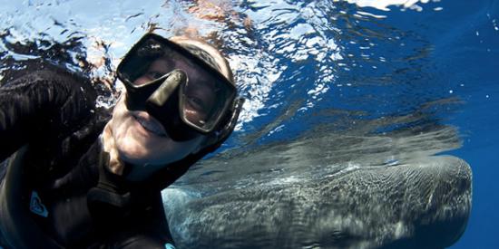 潜水员在加勒比海的多米尼加与巨头鲸“玩自拍”