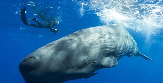 巨头鲸是一种濒危动物，它最长可达18米，重达40吨。