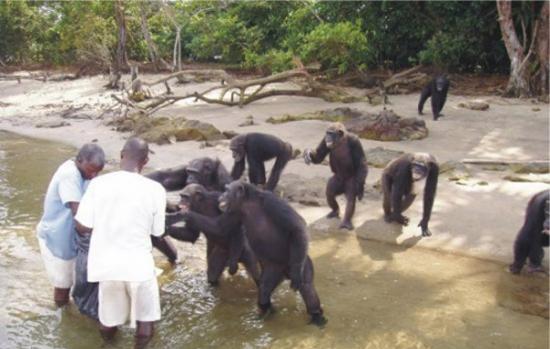 利比里亚岛的黑猩猩：现实版“人猿星球”