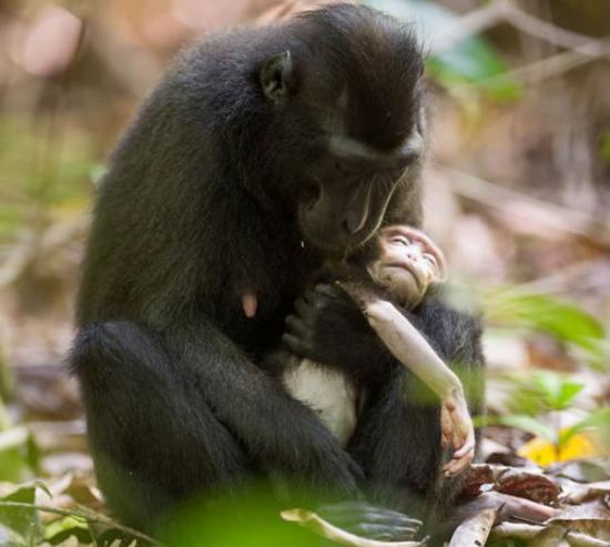 印度尼西亚的苏拉威西国家公园猕猴妈妈紧紧抱着死去的孩子不放