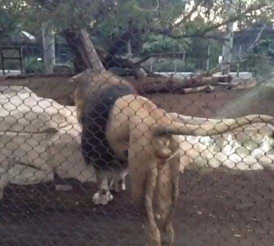 美国圣地牙哥动物园一头公狮喷尿吓得观众落荒而逃